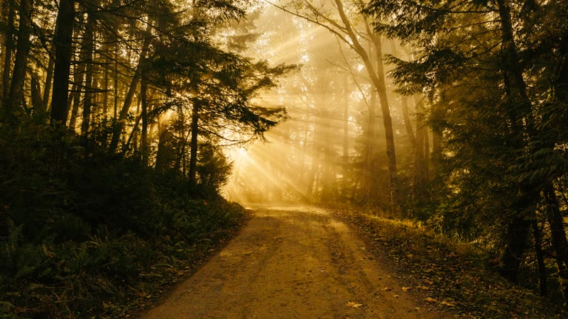 Sunlit path through the woods